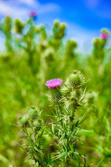 Old Windmill, UK Landscape