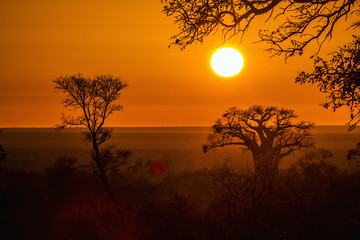 Baobab tree in sunrise landscape in Kruger National park, South Africa ; Specie Adansonia digitata...