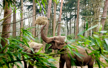 The Asian elephant, or Asiatic elephant Elephas maximus