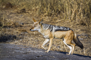 Black backed jackal in Kruger National park, South Africa ; Specie Canis mesomelas family of Canidae