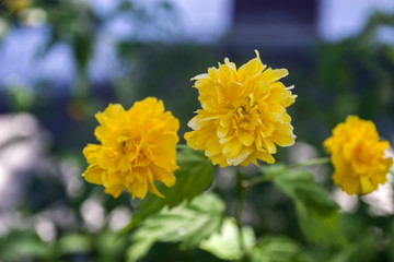 Yellow flowers, close up. Flower background.