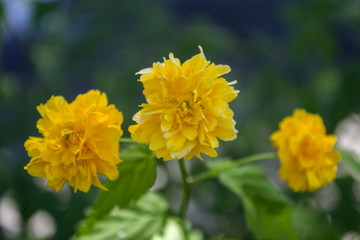 Yellow flowers, close up. Flower background.