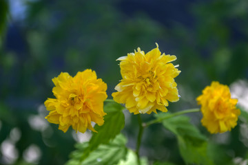 Yellow flowers, close up. Flower background.