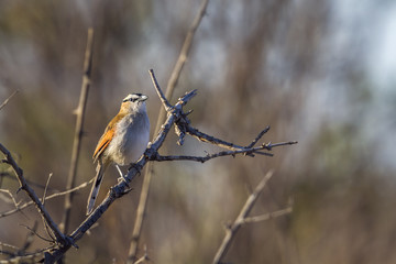 Black-crowned Tchagra in Kruger National park, South Africa ; Specie Tchagra senegalus family of Malaconotidae