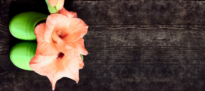 Pink gladiolus flower in green children garden galoshes on dark wooden background, top view, copy space - Powered by Adobe