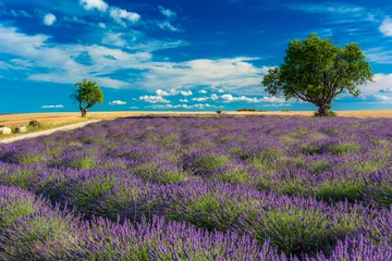 Fotobehang Lavendel- en amandelvelden in de Haute-Provence © Gilles Ehrmann