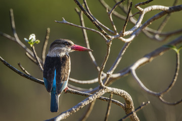 Brown hooded Kingfisher in Kruger National park, South Africa ; Specie Halcyon albiventris family of Alcedinidae
