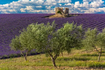 Küchenrückwand glas motiv Lavendelfelder und Olivenbäume in der Haute-Provence © Gilles Ehrmann