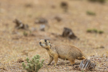 White-tailed Prairie Dog