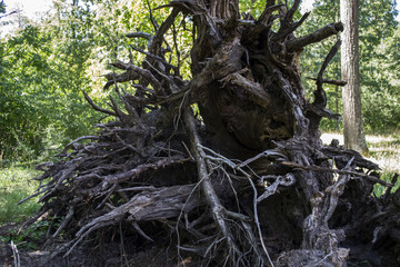 The roots of old tree.