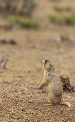 White-tailed Prairie Dog