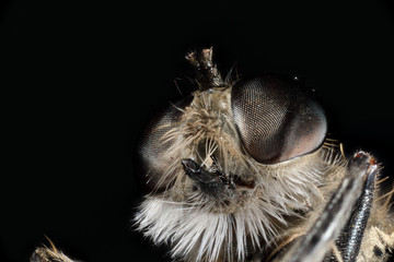 gros plan insecte profil en focus stacking © jgd.cannes