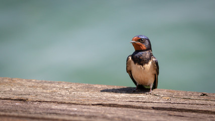 Hirondelle rustique © pascal