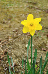 Narcis Yellow Sun or Narcissus.
yellow flower on field. 