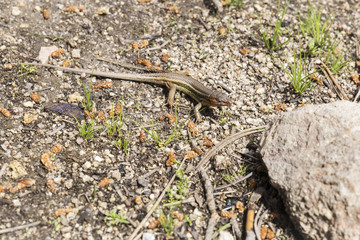small lizard watching between the stones to be able to hunt
