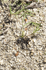 yellow and black dragonfly resting on some small branches on the ground

