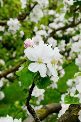 Blossom apple trees garden in the spring with lens flare.