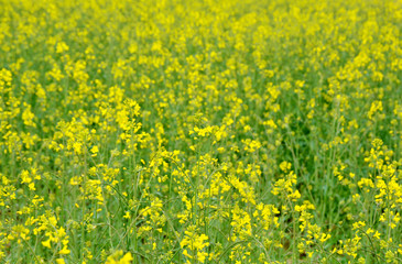 Rapeseed blossoms on field in Austria.