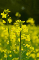 Obraz premium Rapeseed blossoms on field in Austria.
