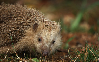 Igel auf Futtersuche im Garten
