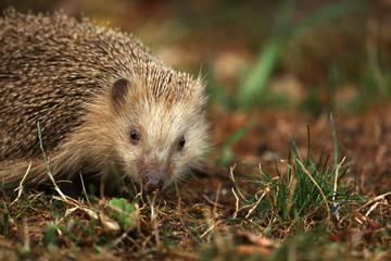 Igel auf Futtersuche im Garten