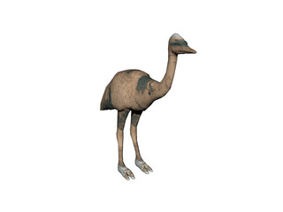 Emu Vogel