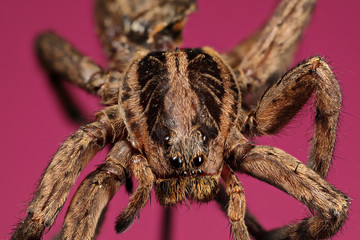araignée lycosa narbonensis vue du dessus en focus stacking