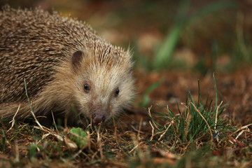 Junger Igel auf Futtersuche im Garten