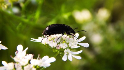 Beetle