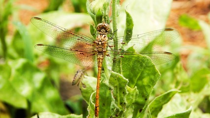 Dragonfly