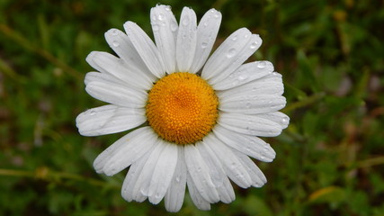 Fototapeta premium Flower
