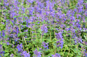Nepeta (German name is Katzenminzen).
Purple or violet flower in the garden with sun light.