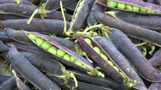 violet pea pods rotating food background

