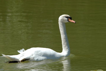 Cygne blanc sur un lac
