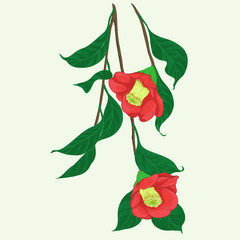 Branch of a red camellia. Vector illustration. Flowers, buds and leaves - a branch of camellia.  Perfumery and cosmetic plants. Wallpaper. Use printed materials, signs, posters, postcards, packaging. 
