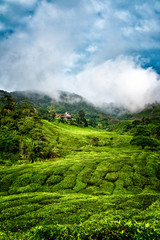 Morning at Cameron Highlands