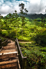 Passage to Cameron Highlands