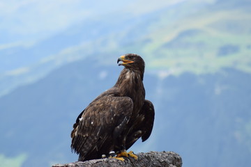 Birds of prey