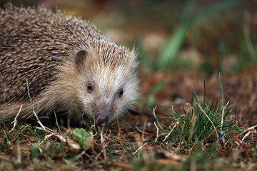 Igel auf Futtersuche im Garten