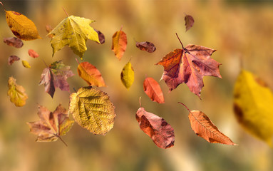 Herbstlaub flieget