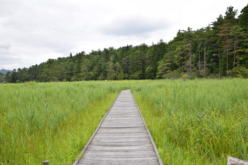 湿原に続く木製の遊歩道