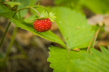 Red wild strawberry and green leaves in the forest
