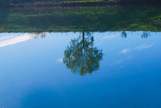 One tree reflexed in a little lake