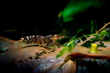 Tibee shrimp aquarium hobby pets freshwater nature
