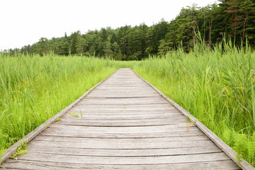 湿原に続く木製の遊歩道