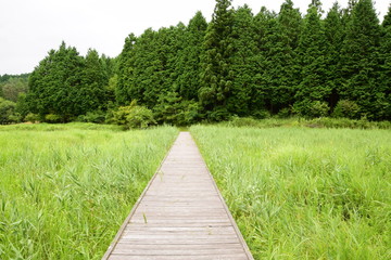 Fototapeta na wymiar 湿原に続く木製の遊歩道