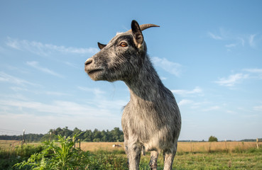 blue pygmy goat