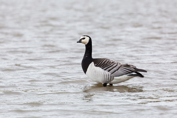 barnacle goose (branta leucopsis) portrait standing in water