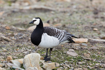 close view portrait barnacle goose (branta leucopsis) standing