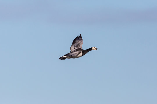 barnacle goose (branta leucopsis in flight, spread wings, blue sky